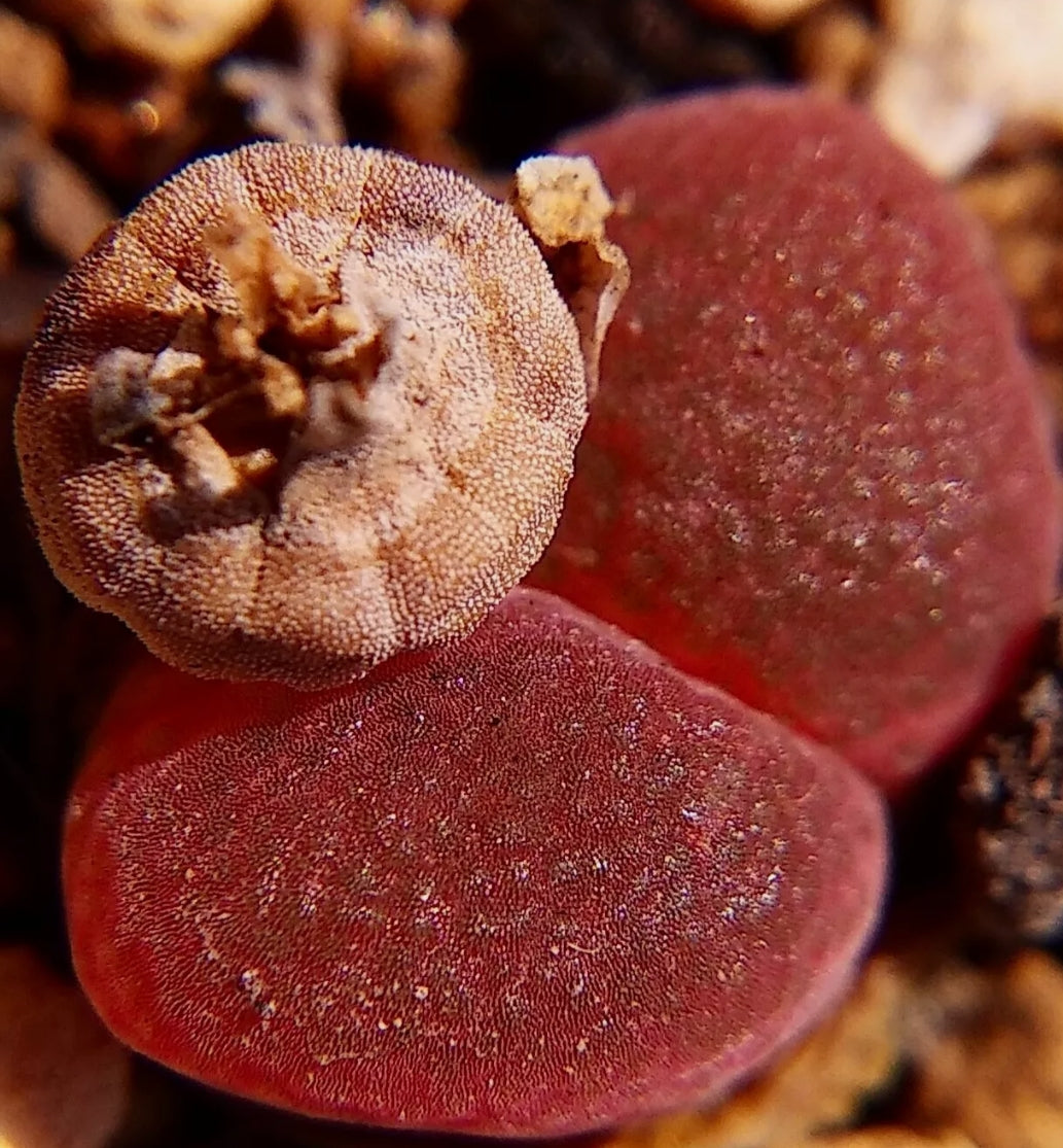 Ophthalmophylum friedrichiae (Selection Varieties) seeds