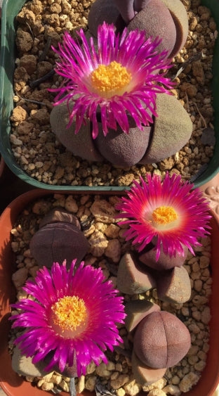Pleiospilos nelii ‘Royal Flush’ seeds