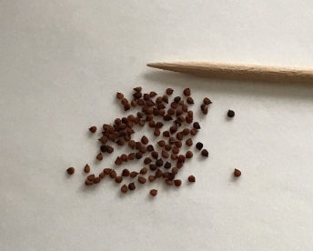 Pleiospilos nelii ‘Royal Flush’ seeds