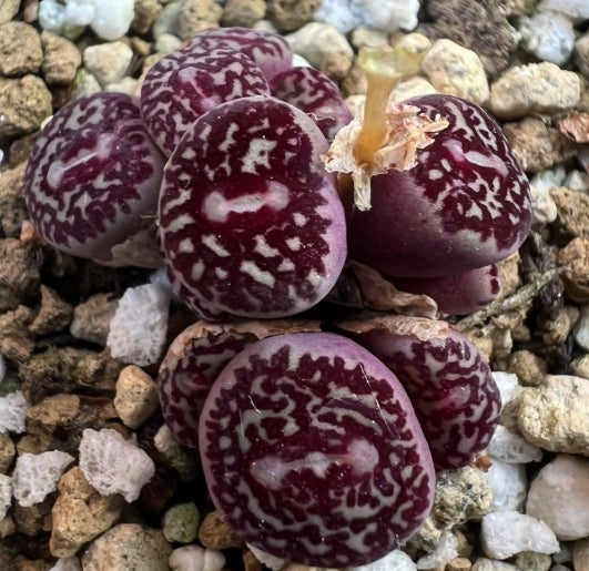 Conophytum Minimum 'Wittebergense' RR714 seeds