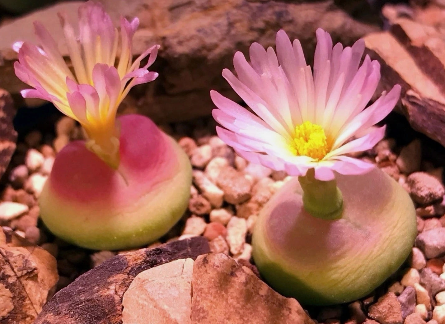 Conophytum Rutum Japanese Selection seeds