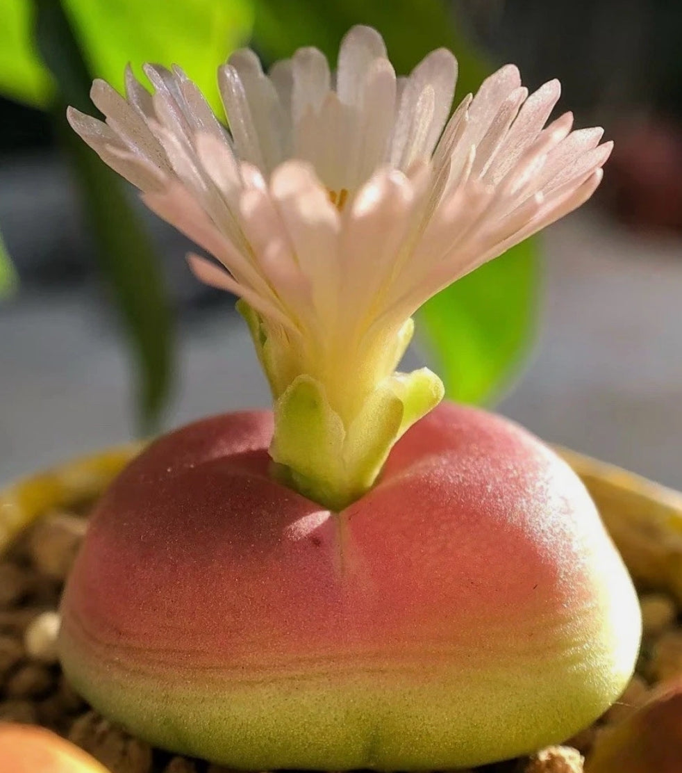 Conophytum Rutum Japanese Selection seeds