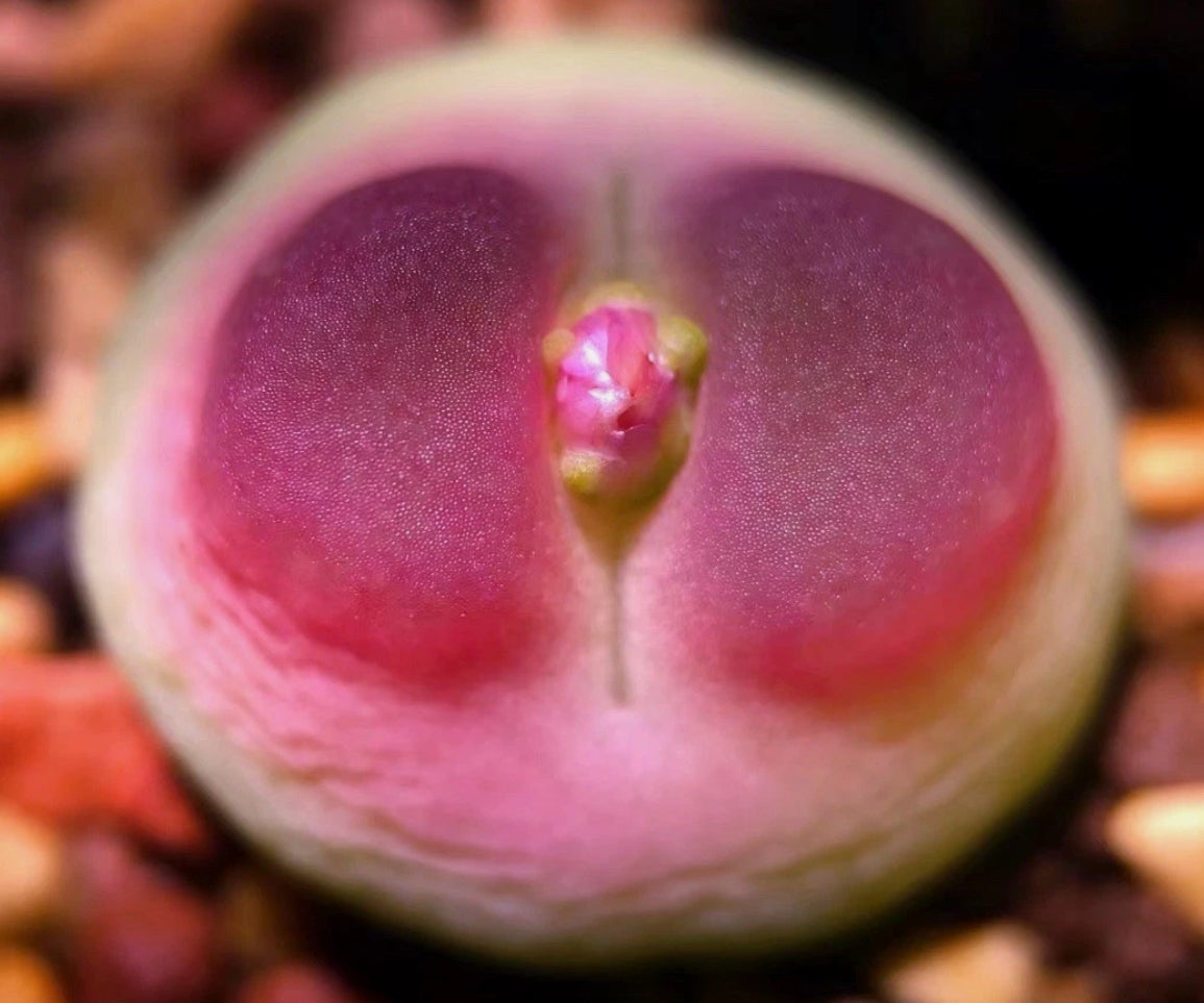 Conophytum Rutum Japanese Selection seeds