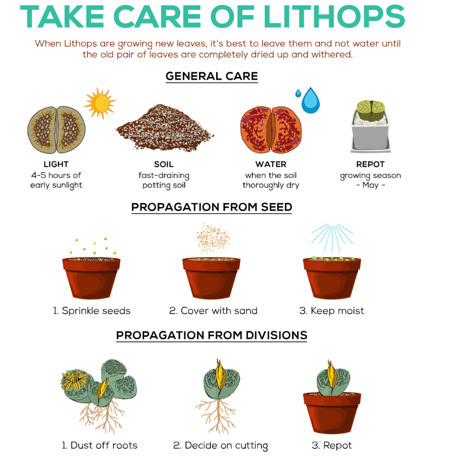 Lithops Chrysanthemum seeds