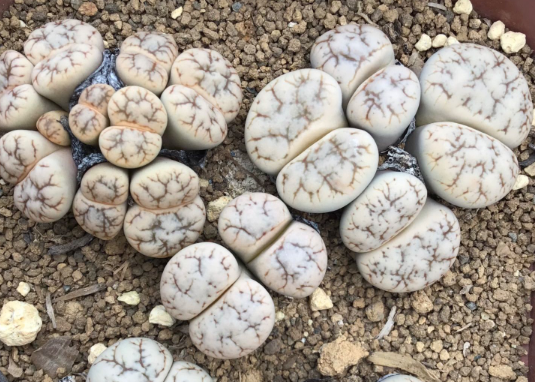 Lithops werneri C188 seeds