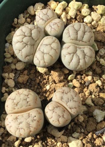 Lithops werneri C188 seeds