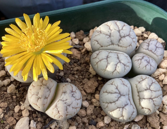 Lithops werneri C188 seeds