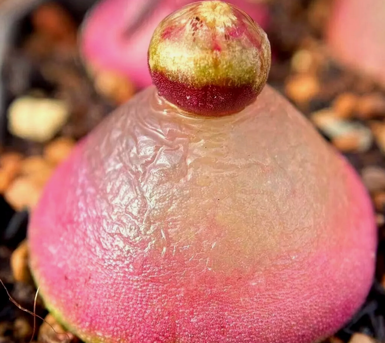 Conophytum Burgeri ex Mesa seeds