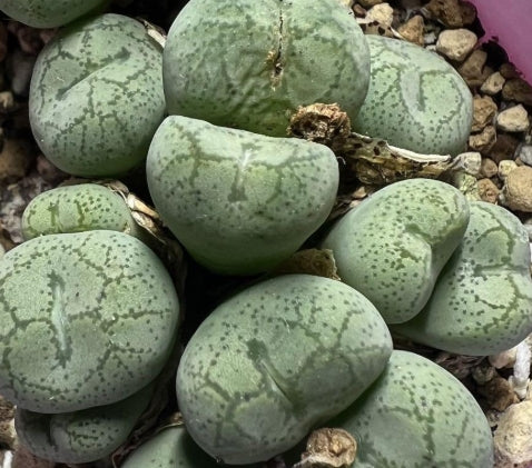 Conophytum ficiforme ' Waiting-Princess ' seeds
