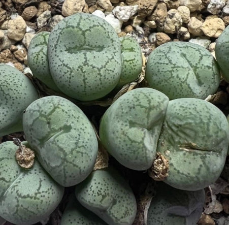 Conophytum ficiforme ' Waiting-Princess ' seeds