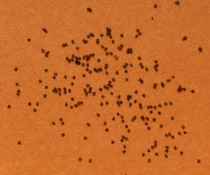 Conophytum maughanii seeds