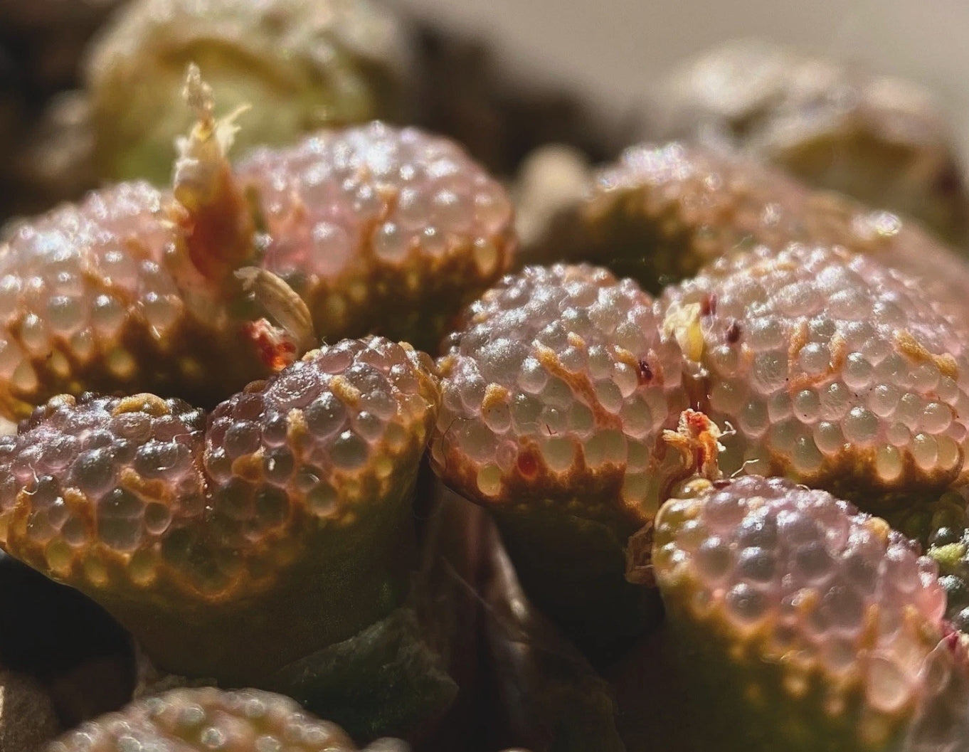 Conophytum pellucidum 'pardicolor' (growing fountain) orange seeds