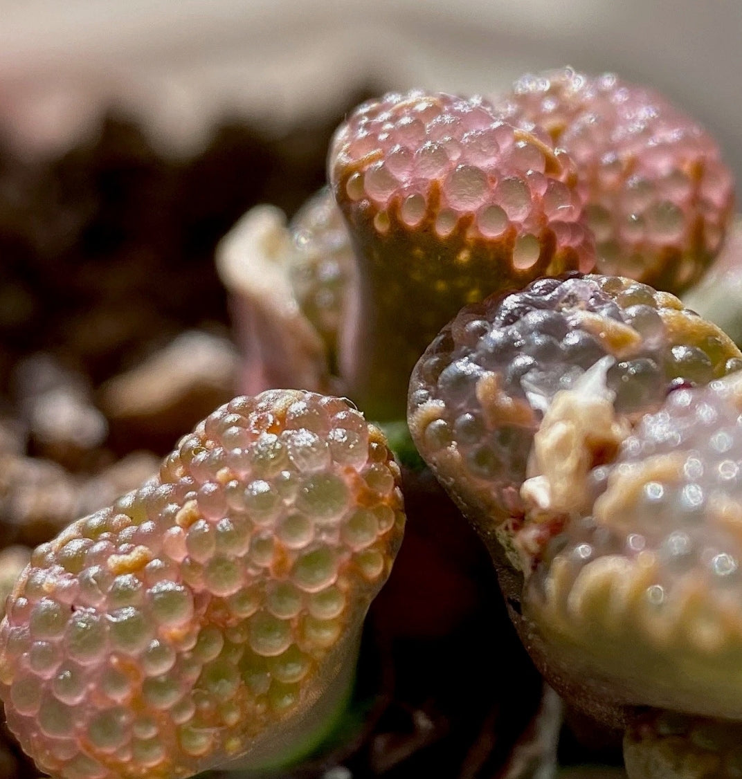 Conophytum pellucidum 'pardicolor' (growing fountain) orange seeds