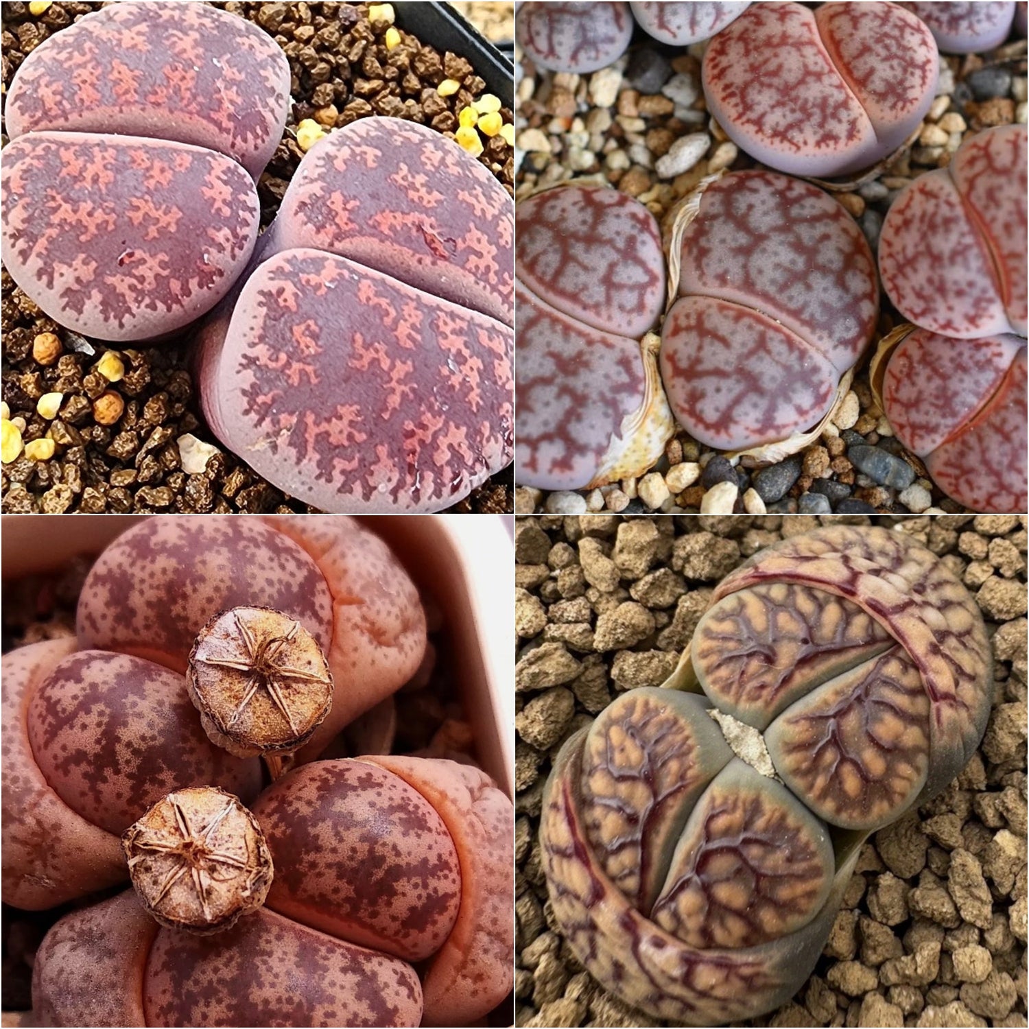 Lithops seeds