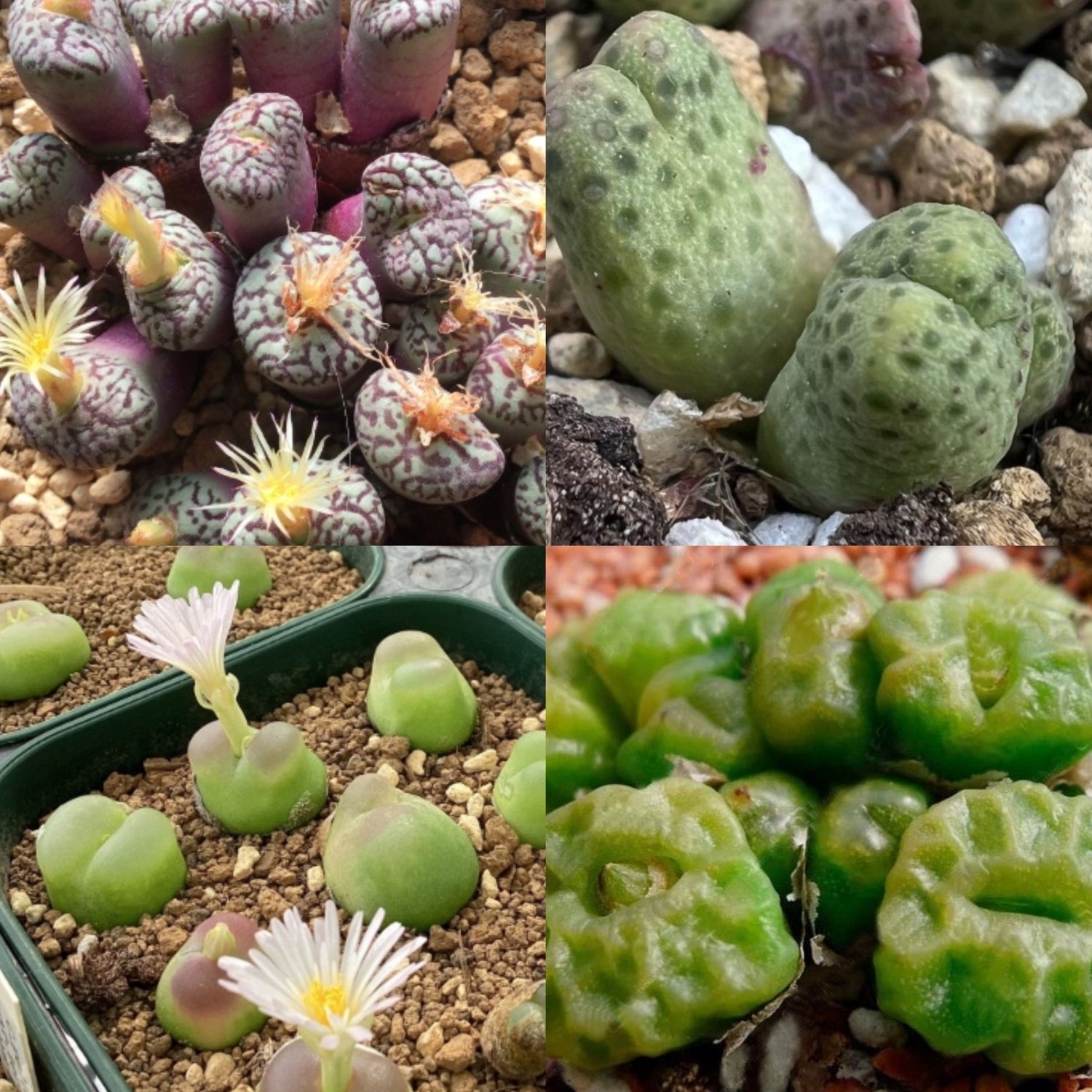 Conophytum seeds