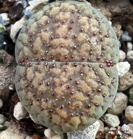 Lithops verruculosa v. verruculosa C159 seeds