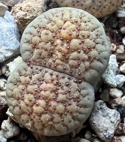 Lithops verruculosa v. verruculosa C159 seeds