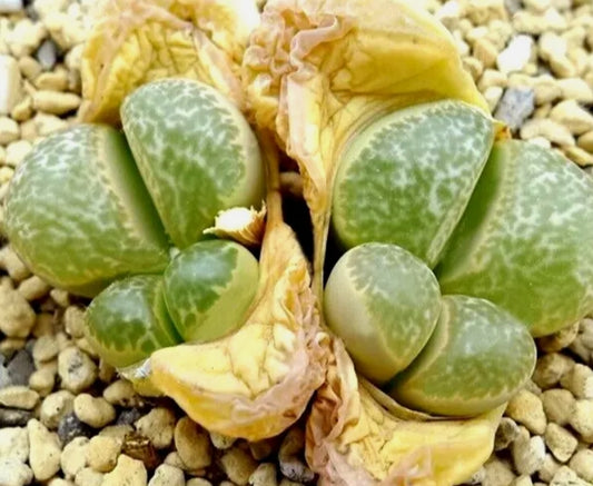 Lithops helmutii C271 seeds