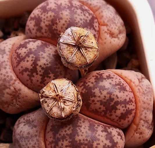 Lithops coolorum Pink C396 seeds