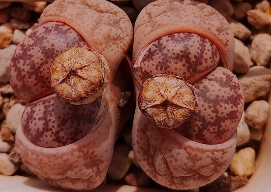 Lithops coolorum Pink C396 seeds