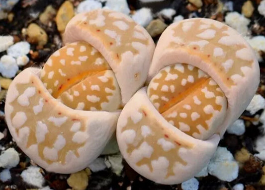 Lithops Julii ssp. julii (Reticulate Pattern, Hot Lips) C63 seeds