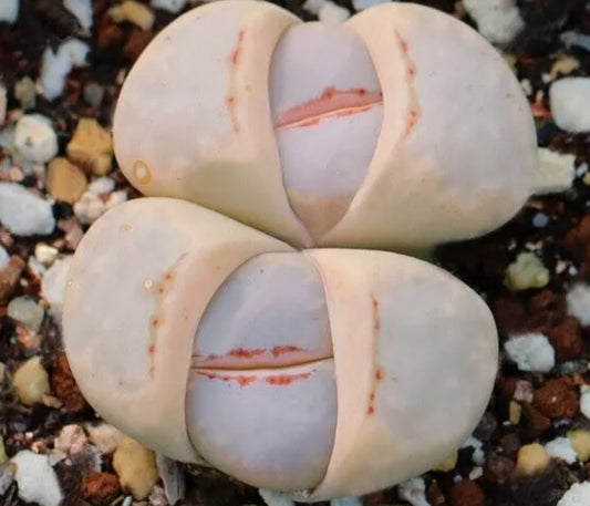 Lithops Julii ssp. julii (Reticulate Pattern, Hot Lips) C63 seeds