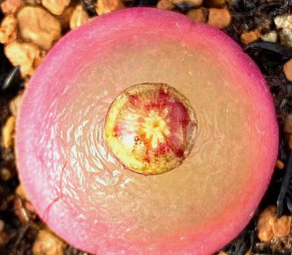 Conophytum Burgeri ex Mesa seeds