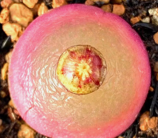 Conophytum Burgeri ex Mesa seeds