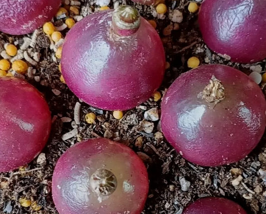 Conophytum Burgeri ex Mesa seeds