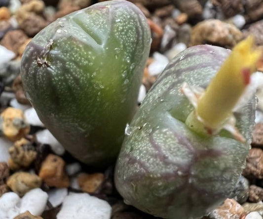 Conophytum Mabel's Milkman seeds