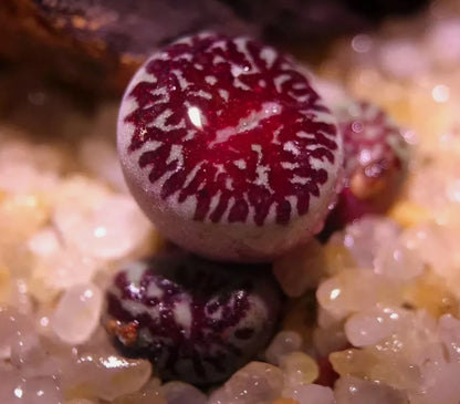 Conophytum Minimum 'Wittebergense' seeds