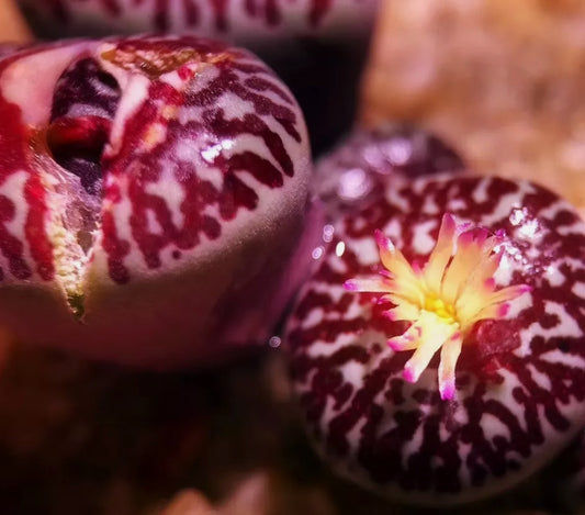 Conophytum Minimum 'Wittebergense' seeds