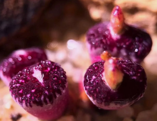 Conophytum Minimum 'Wittebergense' seeds