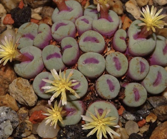 Conophytum Pageae seeds