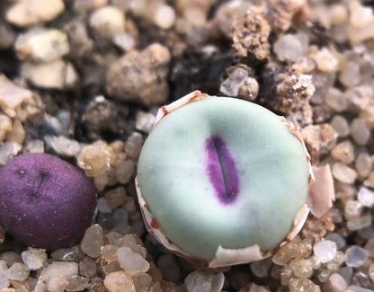Conophytum Pageae seeds