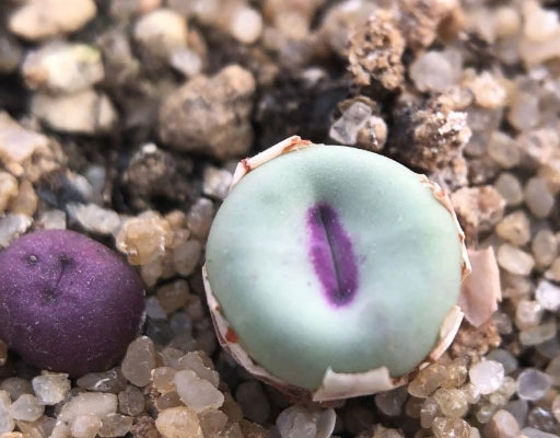 Conophytum Pageae seeds