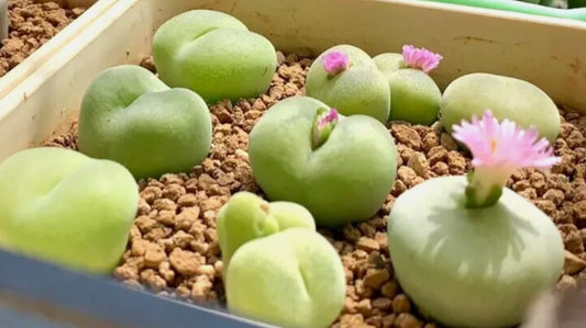 Conophytum Subfenstratum seeds