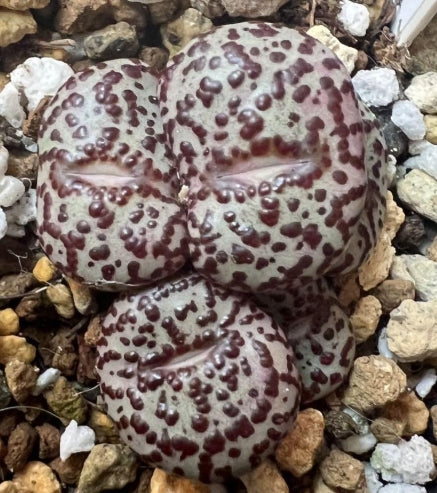 Conophytum Ursprungianum Q-type large red dot seeds