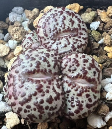 Conophytum Ursprungianum Q-type large red dot seeds