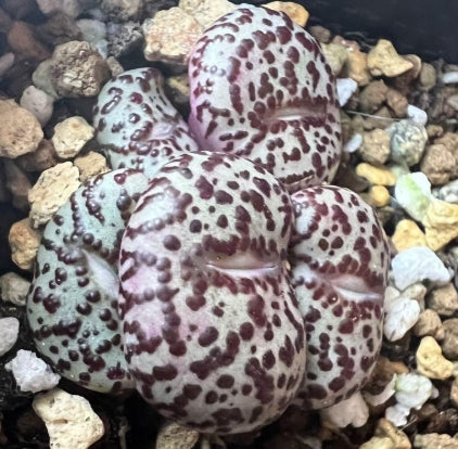 Conophytum Ursprungianum Q-type large red dot seeds