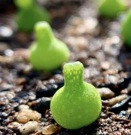Conophytum achabense SB1600 seeds