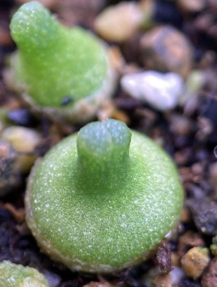 Conophytum achabense SB1600 seeds
