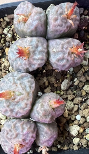 Conophytum angelicae ssp. tetragonum seeds