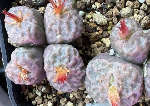 Conophytum angelicae ssp. tetragonum seeds