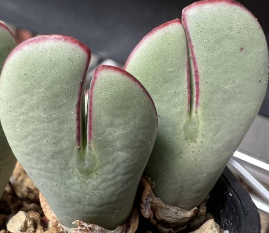 Conophytum bilobum cv."Benikosode" seeds