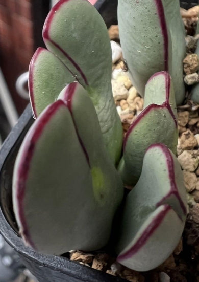 Conophytum bilobum cv."Benikosode" seeds