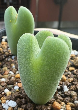 Conophytum bilobum ssp. claviferens seeds
