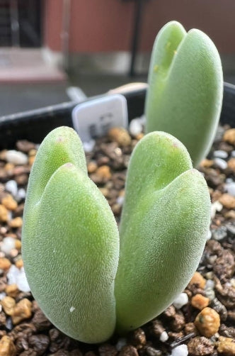 Conophytum bilobum ssp. claviferens seeds