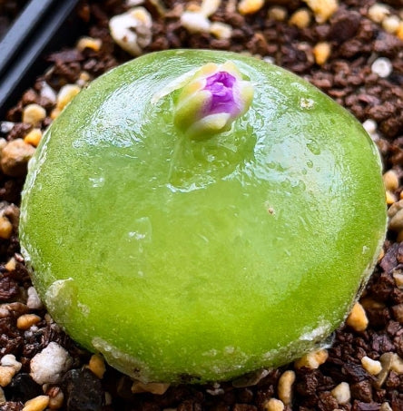 Conophytum marginatum ssp. littlewoodii ARM714B seeds
