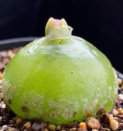 Conophytum marginatum ssp. littlewoodii ARM714B seeds